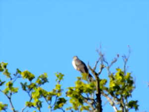 photo Balade nature : la symphonie des oiseaux