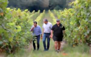 Visite de la Cave des Vignerons de Tursan