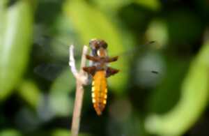 Odonates  : Libellules ou Demoiselles
