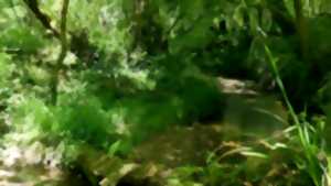 Sortie nature : Le long de la Geüle à Cescau