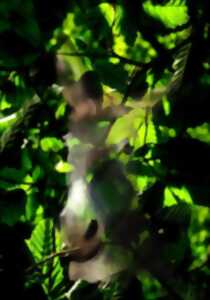 Songe d’une nuit de mai - Saison Ah ?