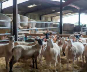 Visite de la Ferme Périvier : traditions et terroir à Saint-Pierre-de-Maillé