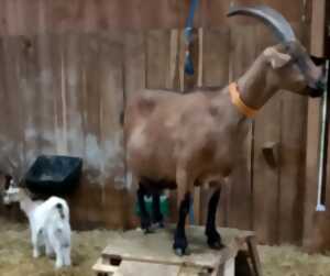 Rencontre caprine à la Ferme des Délices à Queaux