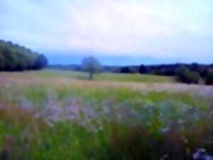 Balade nature