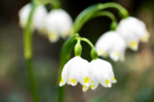 photo Atelier : Mon muguet porte bonheur