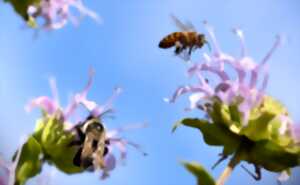Balade à la découverte des insectes et des autres arthropodes