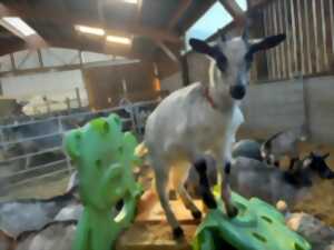Visite guidée de la Chèvrerie