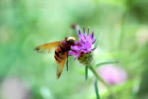 Sortie Nature : Découverte des pollinisateurs
