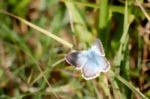 Sortie nature : Découverte des insectes