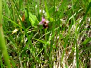 photo Sortie Nature : J'agis pour la nature
