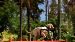 Concours de Chiens de Sauvetage
