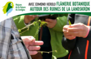 Avec Edmond Hérold autour des ruines de la Landskron