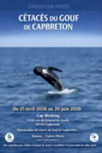 Cétacés du Gouf de Capbreton