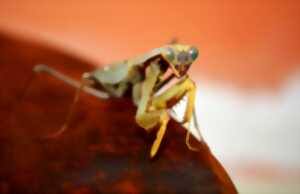 Atelier à la découverte des insectes (dès 5 ans)
