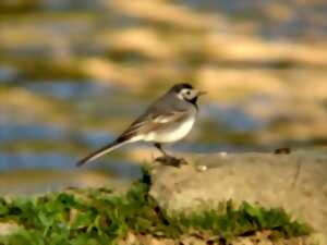 Sortie Bords de Vienne