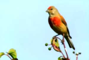 Sortie découverte des oiseaux du milieu bocager