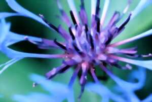 photo Au milieu du Noir des Iles Jardin