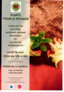 photo Vente de plants pour le potager