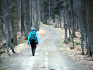Le trail sur la trace du renard