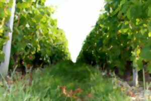 photo Rendez-vous Di(vin) au Domaine de Champarlan