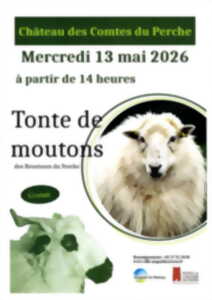 Tonte de moutons