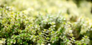 CUEILLETTE ET CUISINE SAUVAGE