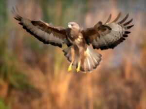 Sortie ornithologie