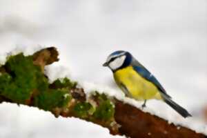 Atelier : Nourrir les oiseaux en hiver