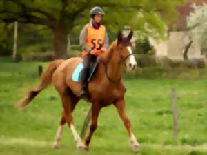 Endurance équestre