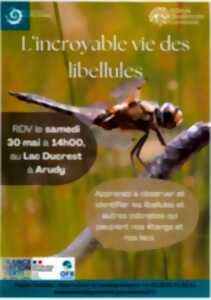 photo L'incroyable vie des libellules