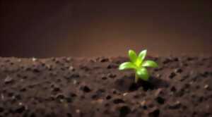 photo Un petit mot à planter