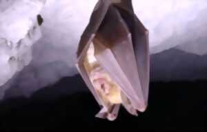 Fête de la nature : À la rencontre des chauves-souris