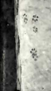 Été actif - Initiation au pistage animalier