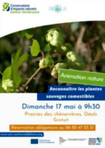 Reconnaître les plantes sauvages comestibles
