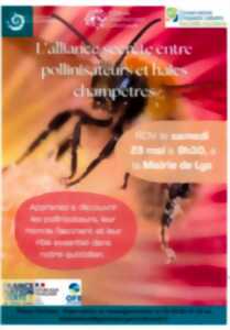 L'alliance secrète entre pollinisateurs et haies champêtres