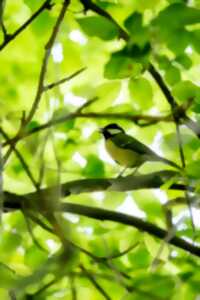 photo Été actif - Les oiseaux de la forêt et leurs chants.