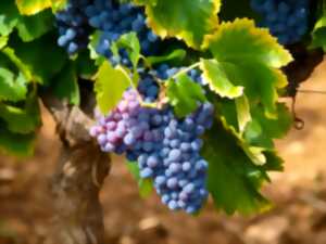 Portes ouvertes au vignoble Frissant