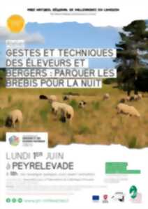 Gestes et techniques des éleveurs et bergers : parquer les brebis pour la nuit