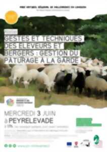 Gestes et techniques des éleveurs et bergers : gestion du pâturage à la garde