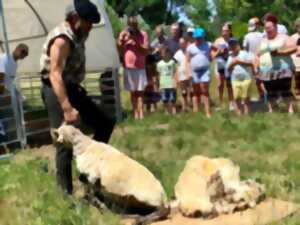 photo La tonte des moutons