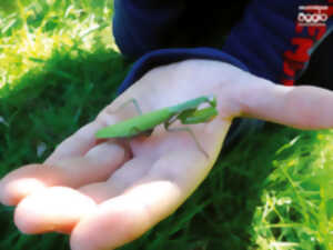 Atelier - Les insectes et leurs super-pouvoirs