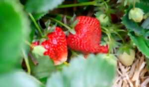 Portes Ouvertes - Fraises de Montéchor