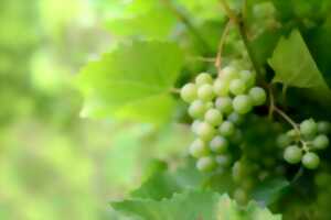 Pique-nique chez le vigneron - Domaine Didier Biwand