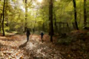 Balade nature : Arbre quel est ton nom ?