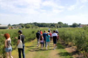 Visite guidée de la culture de myrtilles à la Ferme Brand-Arbogast
