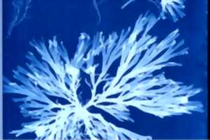 photo Rendez-vous aux jardins : La photo alternative by Camera Natura