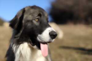 photo PROJECTION - ÉCHANGE SUR LES CHIENS DE PROTECTION
