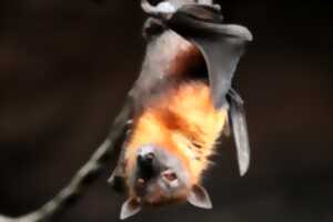 Exposition  : La vie tumultueuse des chauves-souris