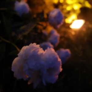 Peines d'amour perdues - Shakespeare