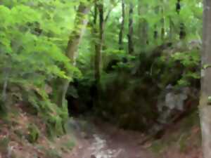 Balades nature en Petite Suisse Lorraine